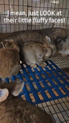 Oh come ON staaahp, Fjora! These Flemish Giant kits are the most adorable boogers ♥️ cheeky little friendly babies are the BEST. . . . . #Kansas #kansasrabbits #kansas #MidwestFarming #kansasfarmer #kansascity #flemishgiants #flemishgiant #flemishgiantsofinstagram #flemishgiantrabbit #breedersarebetterthanstores #boopthesnoot #bluebunny #minirex #pet #booplesnoot #rabbit #cuterabbits #cutebunny #bluerabbit #polishbunny #polishrabbit #petrabbit #petbunny #minirexbunny #mybunnyiscuterthanyours #ba