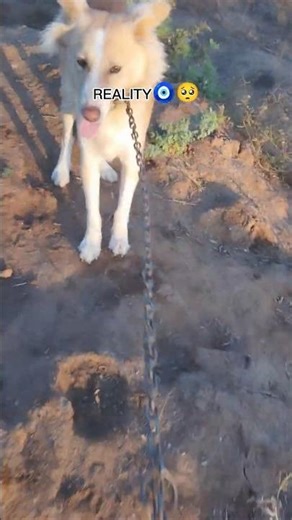 Dogs don’t speak, but they feel everything...❤️#Emotional​