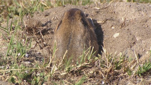 Poison used to get rid of gophers in Ocean Beach harming other wildlife