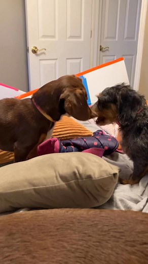 Jazzie (new wire haired girl), Squishy (the squishy one), and Summer the dachshund/beagle mix. | Dachshund Rescue of Ohio | Facebook