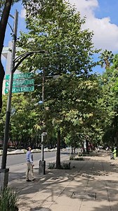Alamo Sicomoro Mexican Sycamore London Plane Platanus occidentalis . Del Desierto al bosque en un momento . Pioneros en Producción de Especies Nativas y naturalizadas del Norte y altiplano mexicano . #platanus #arboles #cdmx #reforestacion | VIVEROS REGIONALES
