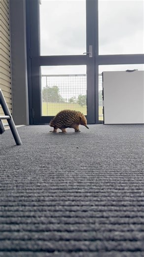 Ten amazing facts about the short-beaked echidna, that you can WOW your friends with. 1. Echidnas are monotremes, a small group of mammals that lay eggs instead of giving birth to live young.The female lays a single, soft-shelled egg and incubates it in a temporary pouch on her abdomen. 2. They have a unique milk secretion While they are mammals, they have no nipples! Instead, the mother secretes milk through special pores in her pouch for the baby to lap up. 3. A baby is called a "puggle" The b