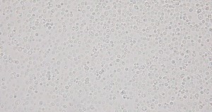 Budding Yeast Cell Under Microscope Stock Footage Video (100% Royalty-free) 1023332491 | Shutterstock