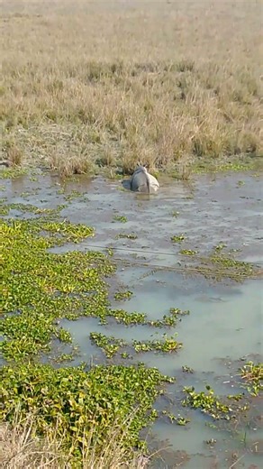 🦏🦏🦏🦏🦏🦏🦏🦏