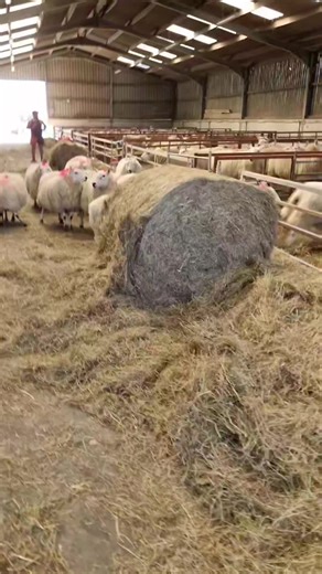 Pretty Pink Sheep: Identifying Lambs and Fathers