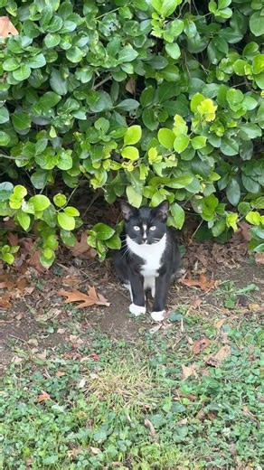 There’s a new baby in town. It’s weird how these stray cats have collars but there’s no number or name on them. | Pumpkins Patch