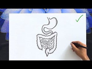 How to Draw Human Digestive System | Easy Digestive System Anatomy Diagram Drawing