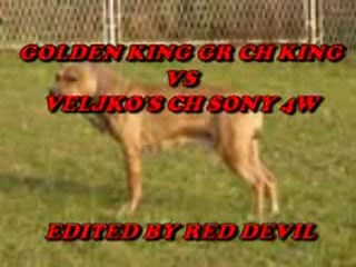 =К= GOLDEN KING GR CH KING vs VELJKO S CH SONY 4W