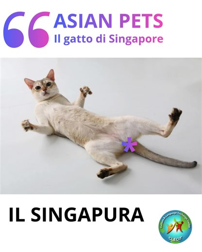 Piccolo nel corpo, immenso nel cuore! 🐾 Sapevi che il Singapura è una delle razze di gatti più piccole al mondo? 🌍 Originario di Singapore, questo concentrato di fusa pesa raramente più di 3 kg, ma ha una personalità che riempie tutta la casa. Con i suoi occhi giganti e il mantello color seta, è praticamente impossibile non innamorarsene. 😍 Lo conoscevi già o è la prima volta che vedi questo