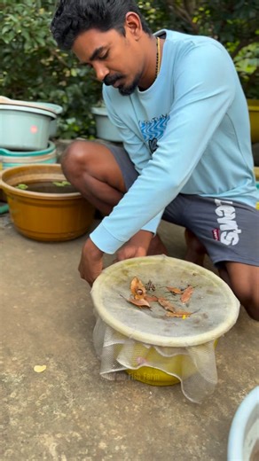 Shadow Fish on Instagram: "Dragon Fly Breeding மண்ண கவ்விடிச்சு 😵‍💫 #Guppyfarm #fishtank #aquarium #guppyfishbuy #vedhafishfarm fancyguppy importedguppy fishbreeding fishfood shadowfish guppyfish goldfish fishfarming fighterfish bettafish மீன்கள் guppyfishsale."