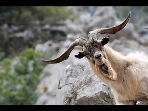 Goat Sound