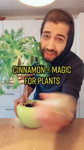 Happy Plants: Essential Tips for a Thriving Spring Garden 🌱