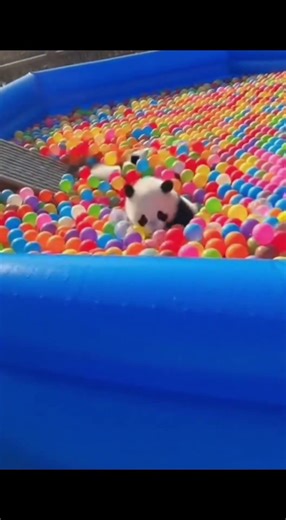 ​PANDAS VS. 10.000 BALL PIT BALLS! 🐼🔴😱