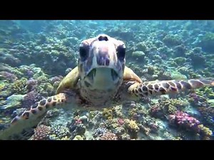 Rafa koralowa Coral reef 4K Egipt Marsa Alam Hotel Concordia 2018 sony fdr-x3000 morze czerwone
