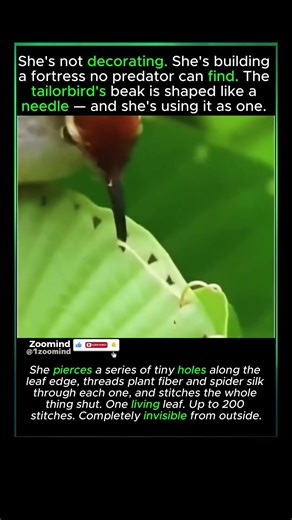 Her Beak Is a Needle.The Leaf Is the Nest #viral #wildlife #animals #animalshorts #birds #wow