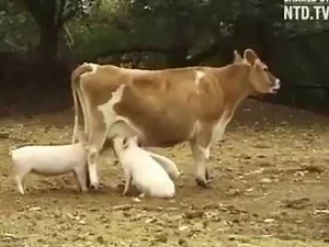 Smart piglets feed on cow's milk, perfect farming cycle!