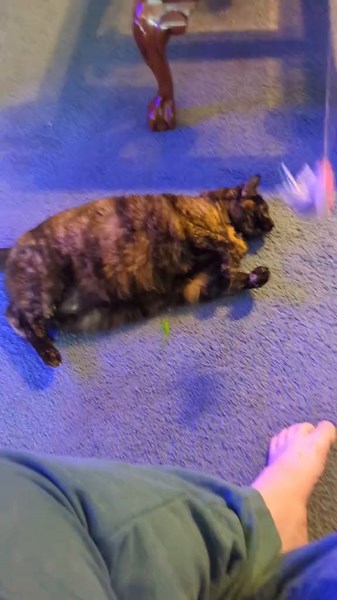 this is the only way they will play together. I'll never win with these two. #thickerthanasnicker #kitten #catslove #kittensoftiktok #catsoftiktok #catlover #cats #fyp