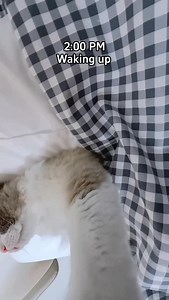 147K views · 4.3K reactions | Puff’s first vlog #fpy #trending #cat #funny #thatlittlepuff IB: @heyitsgingerandpepper | That Little Puff | Facebook