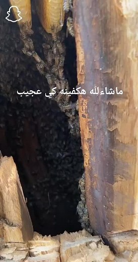 Exploring the Intricacies of a Beehive and Honeycomb