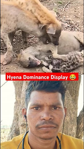 "Hyena Hierarchy EXPLAINED: Who’s the Boss in the Clan?" | Animal's Kingdom
