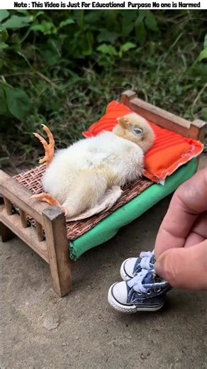 Chikir New Shoes😱 #shorts #funny