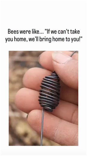 knowledge on Instagram: "The video depicts a standard beekeeping technique where worker bees cluster around a caged queen to familiarize themselves with her pheromones, reducing rejection risk upon release, as described in Purdue Extension's queen introduction methods. This peaceful swarming, often called "bearding," helps regulate temperature and signals acceptance; apiculture studies, like those in Bee Culture, note it keeps the queen warm without harm, countering some replies' overheating con