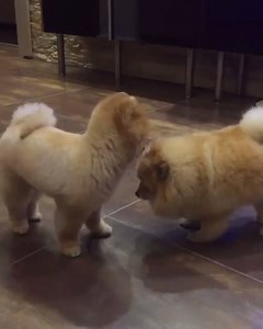 27K views · 1.8K reactions | Poms being poms. Credit: @shila_the_pom. | Animals Being Awesome | Facebook