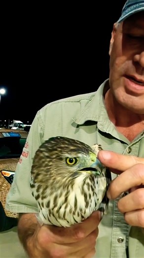 Coopers Hawk in good shape #hawkrescue #wildliferescue #shorts