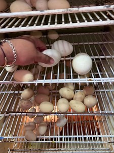 😂😂😂 | Capi La Fragancia