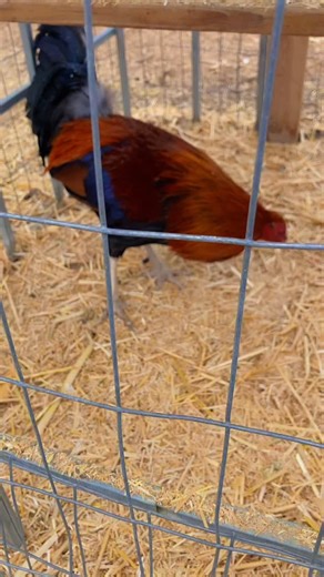 Loving the new hat. NFS #rooster #gamefowl #chicken #livestock #farm | Scotia Farms