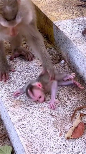 Life of Monkeys: An amazing little monkey, practicing climbing on its own.