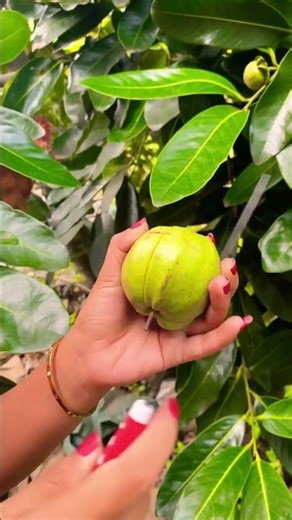 Jambu Kristal Putih #jambukristal