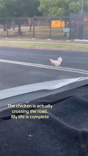 Repost cause it got deleted #fyp #chicken #road #joke #viral | why did the chicken cross the road