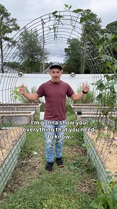 Cattle Panel Trellis 101! In this video, I answered the four most commonly asked questions about the cattle panel trellis. 1. Where do you get it? 2. How big is it? 3. How do you get it home? 4. How do you support it? If you found this video helpful, please like it 👍🏼and share it with your friends so more people can see our awesome gardening videos like this. Thanks for watching! 😁🌱 | Earth, Nails & Tails