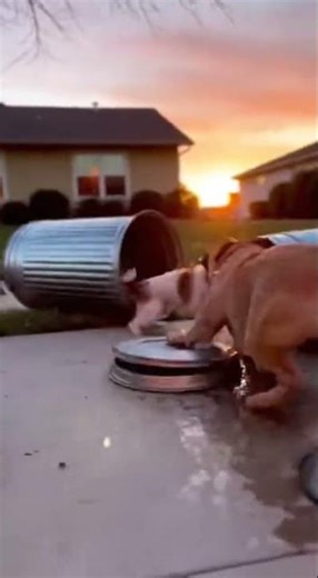 Dogs Create INSANE Drum Solo in Driveway