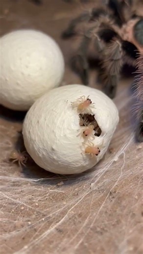 POV: Inside a Burrowing Tarantula Colony 😳 | Real Back-Mounted Camera Footage #shorts