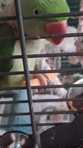 funnyfishdance (@funnyfishdance)’s videos with original sound - 🎵 SUNNY 💎