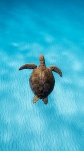 Did you know sea turtles can sleep underwater for several hours at a time? This green sea turtle found a calm resting spot beneath the reef, where they can slow their heart rate and hold their breath for up to 4–7 hours while they sleep. They often wedge themselves under coral ledges or into sandy sea beds to stay safe from predators. It’s moments like these that remind me how peaceful and intelligent marine life truly is. The ocean moves in its own rhythm and sometimes, the best thing we can do