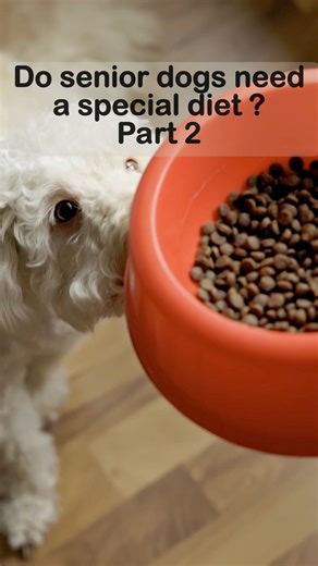 Don’t be fooled. Unfortunately, when it comes to feeding senior dogs the pet food industry has not behaved responsibly. Huge multinational pet food companies have spent the last few years (and tens of millions of pounds) persuading dog lovers that their four-legged family members ought to be eating specially formulated foods. Feeding older dogs a raw diet can help prevent and improve all sorts of common disorders, including dental disease, gastrointestinal disease, liver disease, kidney disease,