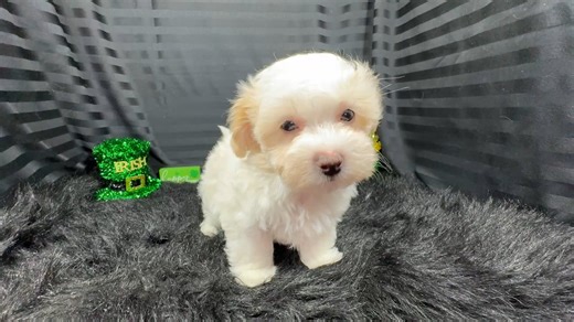 Malti Poo - Maltipoo puppy for sale