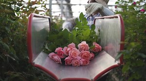 1.3K views · 146 reactions | Today, flower farmers are asking you to purchase a bouquet of flowers next time you're at the store. That purchase could make the difference in an entire industry – one we count on to add beauty to life’s celebrations, express love and decorate our homes. #americangrown #originmatters #saveflowerfarms | American Grown Flowers | Facebook