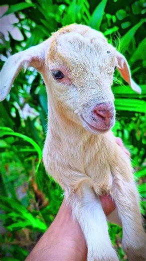 Goat sounds # #goat #beautifullgoats #animals