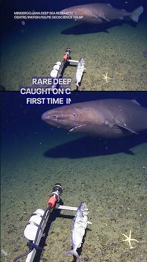 Rare deep-sea shark caught on camera for the first time in Antarctica