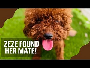 HOW TO CHOOSE A STUD DOG | Breeding Zeze! | Toy Poodle Breeder #redtoypoodle #poodle #dogbreeder