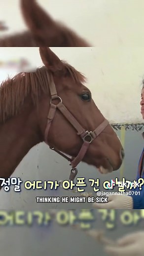 Talented Tom: The Oscar-Worthy Horse Playing Dead