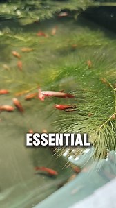 Clamp Fins #bettatok #bettafishcommunity #bettafish #bettalover #bettacommunity #bettaphilippines #bettafishtank | Lex Betta