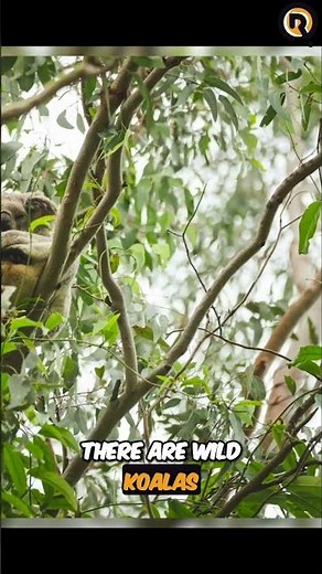 Koala Spotting Walk: Secret Circuit & Wildlife Tips! #shorts