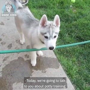 How To Potty Train Your Puppy Easily! 🐶👌🏼 | Gone to the Snow Dogs
