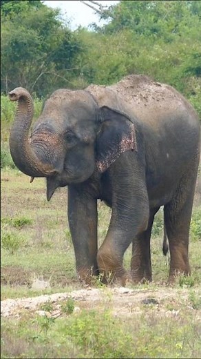 Wild Indian Elephant Raises The Trunk: Epic Elephant Sounds in the Wild!
