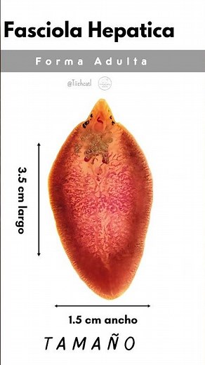 Anatomía de la fasciola hepática